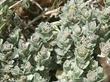 Atriplex leucophylla. Beach Saltbush - grid24_24