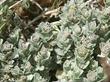 Atriplex leucophylla. Beach Saltbush - grid24_24