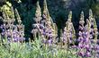 Silver Bush Lupine, Lupinus albifrons, flowers