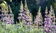 Silver Bush Lupine, Lupinus albifrons, flowers - grid24_24