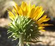 Back side of Grindella hirsutula, Hairy gumplant