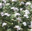 White Sage, Salvia apiana flowers. The bumblebees land on the landing pad, then crawl into the flower body. The hummingbirds work the corners of the flowers.