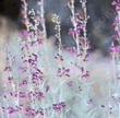 We no longer grow Penstemon parishii, Pozo_Pink