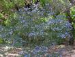 This is a 20 year old Ceanothus Frosty blue with no water in moderate shade.