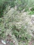 Holodiscus microphyllus microphyllus in the Sierras