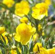 Dendromecon rigida, Bush Poppy, is flowering here in the chaparral of San Luis Obispo county, California, in the late spring.