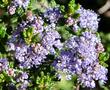 Ceanothus impressus impressus fragrant flowers - grid24_24