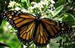 A Monarch Butterfly on a Toyon flower.