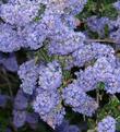 Ceanothus Frosty blue flowers