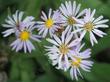 Symphyotrichum ascendens, Western aster, is a plant of the mountains, but grows well at lower elevations also.