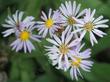 Symphyotrichum ascendens, Western aster, is a plant of the mountains, but grows well at lower elevations also. - grid24_24