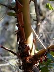 The lovely peeling bark of a young Arbutus menziesii, Madrone.