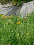 Helenium bigelovii,  Bigelows Sneezeweed. - grid24_24