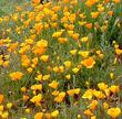 California Poppies are covering a slope in in Central California. Plant a poppy into a native garden and you can make it come alive with small wildlife. - grid24_24