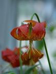 In this photo of Lilium pardalinum, Panther Lily, you can see the pendent flowers. 