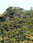 Cupressus sargentii Sargent Cypress grove