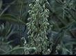 Artemisia palmeri San Diego Sagewort - grid24_24