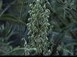 Artemisia palmeri San Diego Sagewort