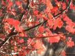Rhus trilobata, Squaw Bush Sumac with the fall color of red.