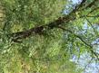 Quercus kelloggii, Kellogg Oak up in the central Sierras. - grid24_24