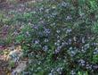 Ceanothus Mills Glory as groundcover - grid24_24