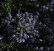 Ceanothus Wheeler Canyon has a mass of purple flowers. - grid24_24