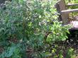 In this photo you can see the whole plant of Lepechinia fragrans, Wallace's Pitcher Sage, with Marah fabaceus trailing in the foreground. 