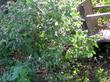 In this photo you can see the whole plant of Lepechinia fragrans, Wallace's Pitcher Sage, with Marah fabaceus trailing in the foreground.  - grid24_24