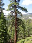 Looking up into the crown of a ponderosa pine.