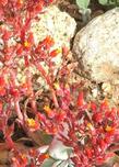Dudleya cymosa - canyon dudleya, canyon liveforever, Rock Lettuce