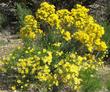Haplopappus linearifolius (Ericameria linearifolia, Stenotopsis linearifolia), Narrowleaf Golden Bush 