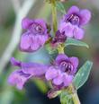 Penstemon speciosus,  Showy Penstemon flowers.