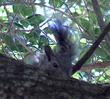 A tree squirrel watching from a Quercus agrifolia, Coast Live Oak