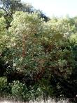 Arbutus menziesii, Madrone, growing at the top of a ridge, with weedy grasses in the foreground.  - grid24_24