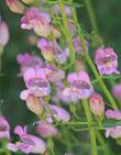 Penstemon grinnellii, Southern Woodland Penstemon, is rare, elusive, and so "cool lavender" for a garden. 