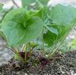 A young plant, with flowers at the base, of Asarum caudatum, Wild Ginger