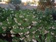 Arctostaphylos insularis, Island manzanita in a Nipomo native garden.