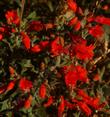Zauschneria latifolia viscosa flowers - grid24_24