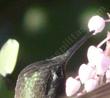Arctostaphylos stanfordiana bakeri, Louis Edmunds Manzanita with a hummingbird beak in it.