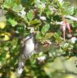 Ribes speciosum Fuchsia-Flowering Gooseberry