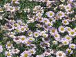 Erigeron Wayne Roderick Daisy planted as a small groundcover or border. With a little water has worked well everywhere in California we've tried it.