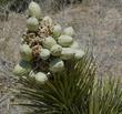 Joshua trees (Yucca brevifolia) fruit