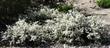 Ceanothus Snowball makes a real show in spring. Mounding about 2-3 ft. tall use in the center of a lower ground cover.