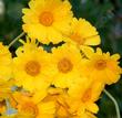 A closeup photo of the flowers of Baileya multiradiata, Desert Marigold. - grid24_24