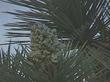 Yucca brevifolia Joshua Tree