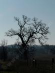 Looking into a deciduous Quercus lobata, White Oak - grid24_24