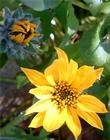 Wyethia angustifolia, Narrowleaf Mule Ears yellow flower.