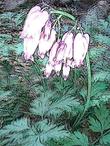 Here is a line drawing  of Dicentra formosa, Pacific  Bleeding Heart. - grid24_24