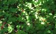 Fragaria californica Wood Strawberry is edible and although small, tasty. Makes a good groundcover.