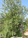 Western Chokecherry, Prunus virginiana demissa with leaves.